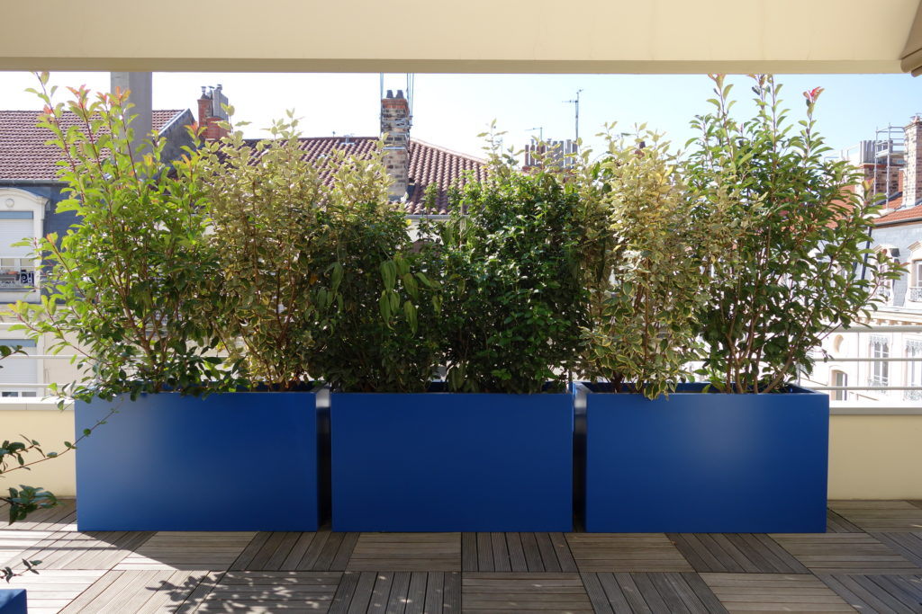 Brise-vue réalisé avec 3 pots bleus et 6 arbustes persistants